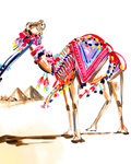 Carmen the Camel Stretched Canvas